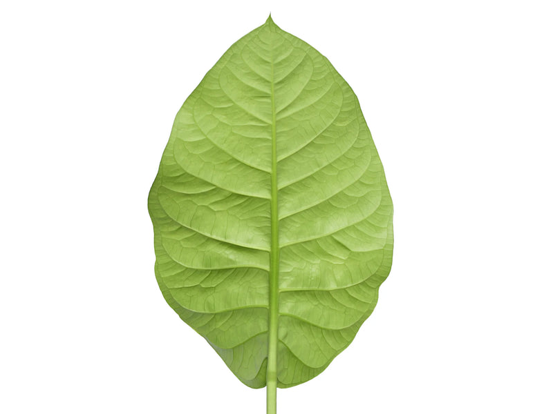 anthurium oxycarpum giganteum Anthurium oxycarpum giganteum — Ecuagenera Orquídeas del Ecuador