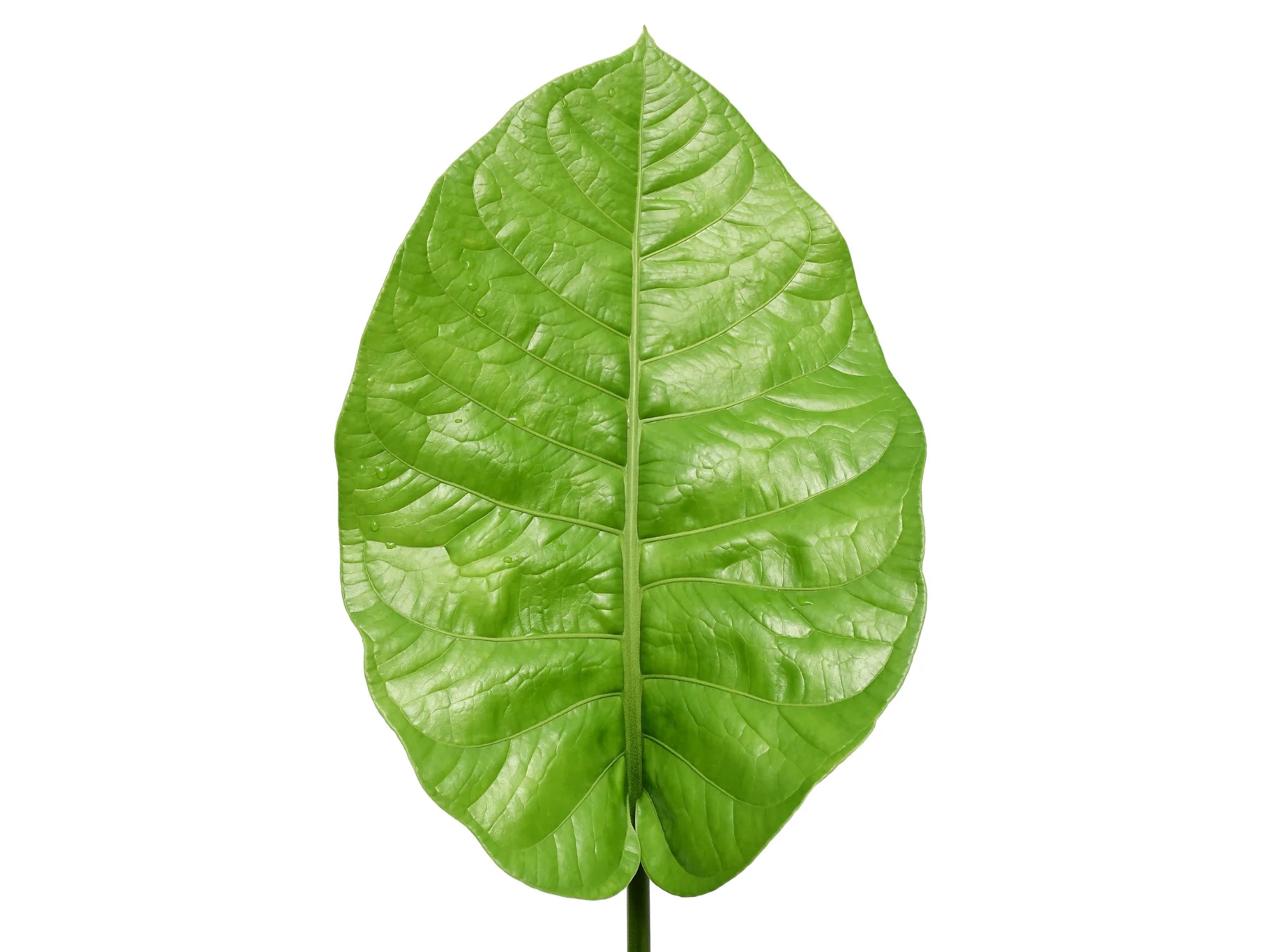 anthurium oxycarpum Anthurium oxycarpum giganteum