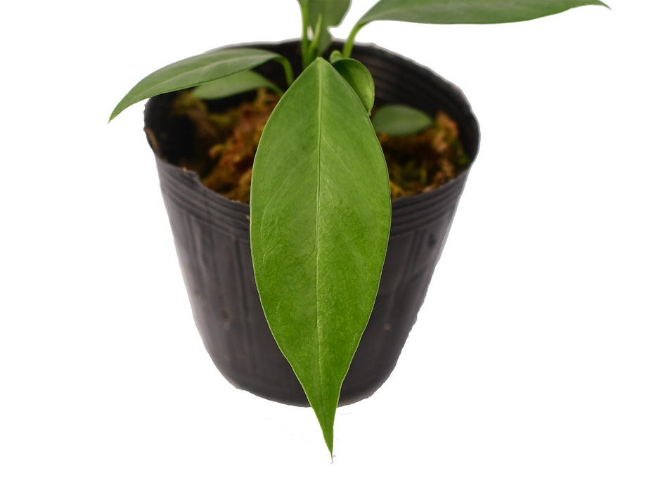 Anthurium pallidiflorum 'guayusa' (seedling)