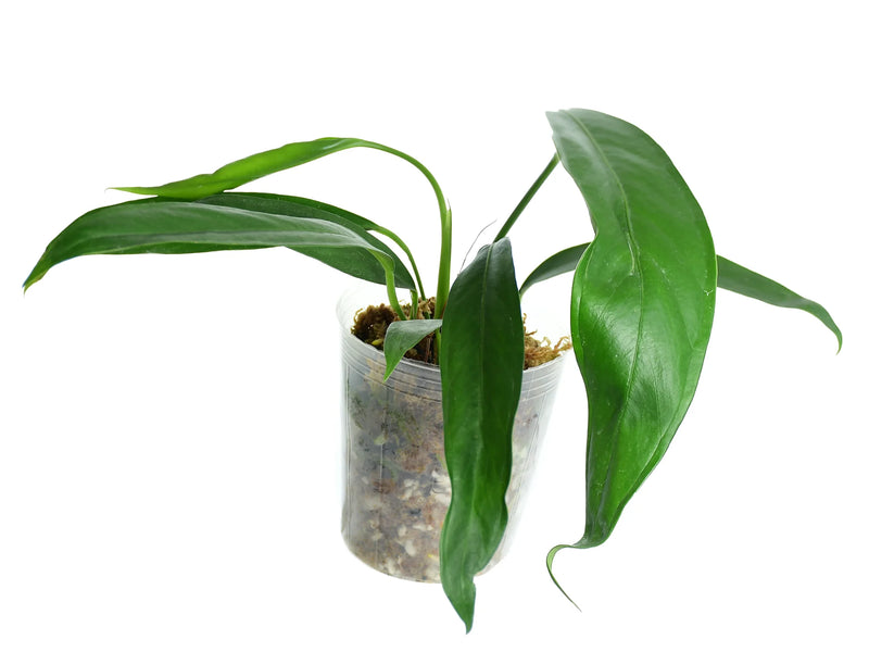 anthurium pallidiflorum variegated Anthurium pallidiflorum aff