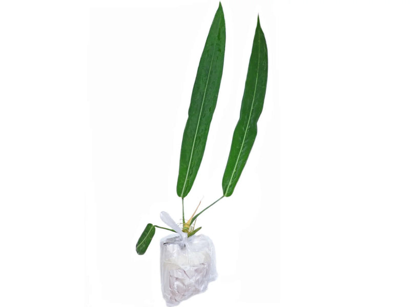 anthurium epiphyte Anthurium pallidiflorum — Ecuagenera Orquídeas del Ecuador