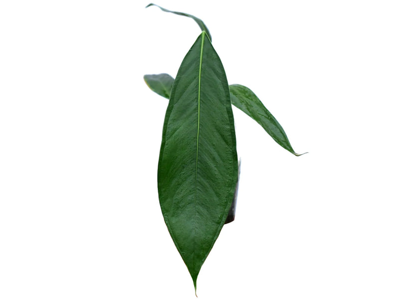 Anthurium pallidiflorum 'guayusa'