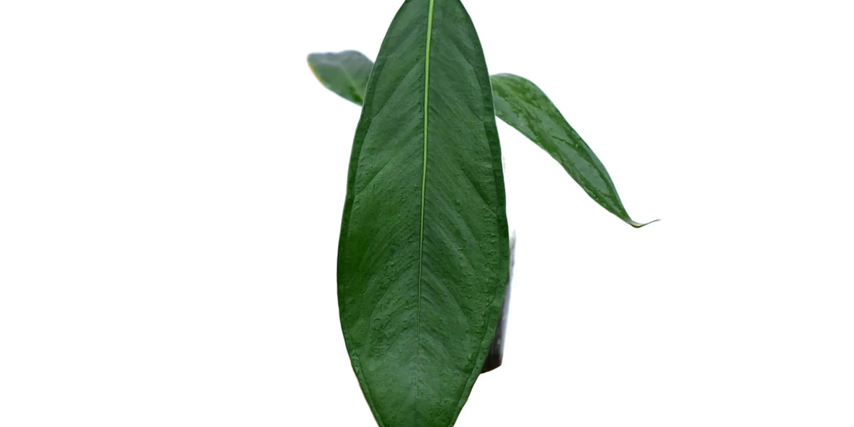 anthurium pallidiflorum australia Anthurium pallidiflorum 'guayusa'