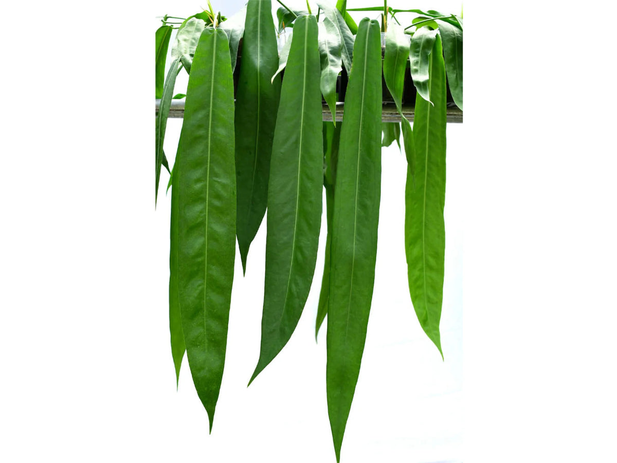 anthurium pallidiflorum for sale Anthurium pallidiflorum