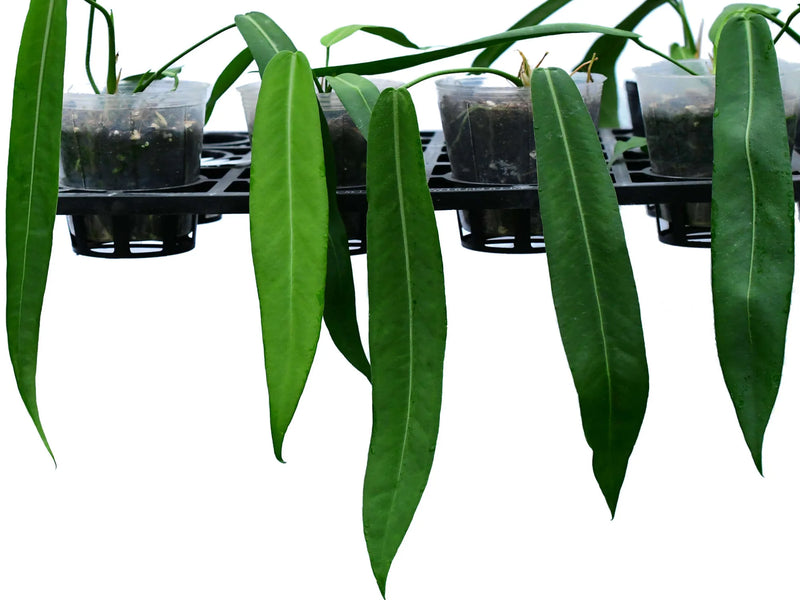 caring for an anthurium pallidiflorum Anthurium pallidiflorum (medium)