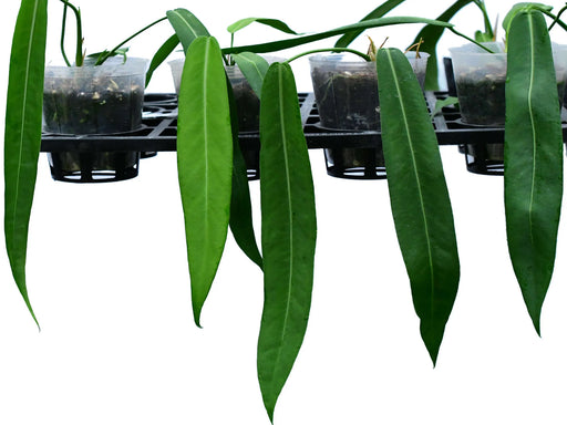 anthurium paludarium Anthurium pallidiflorum (medium) — Ecuagenera Orquídeas del Ecuador