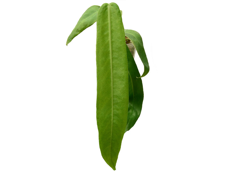anthurium palidiflorum Anthurium pallidiflorum (seedling) — Ecuagenera Orquídeas del Ecuador