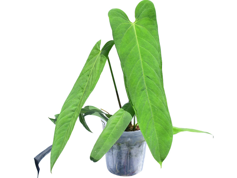 Anthurium panamense — Ecuagenera Orquídeas del Ecuador Anthurium panamense — Ecuagenera Orquídeas del Ecuador