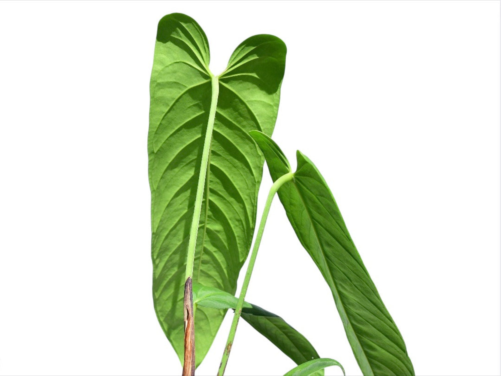 Anthurium panamense — Ecuagenera Orquídeas del Ecuador