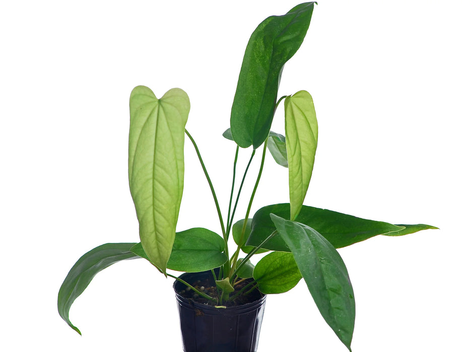 Anthurium pandurilaminum