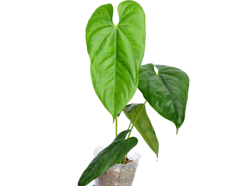 anthurium pandurilaminum Anthurium pandurilaminum cf