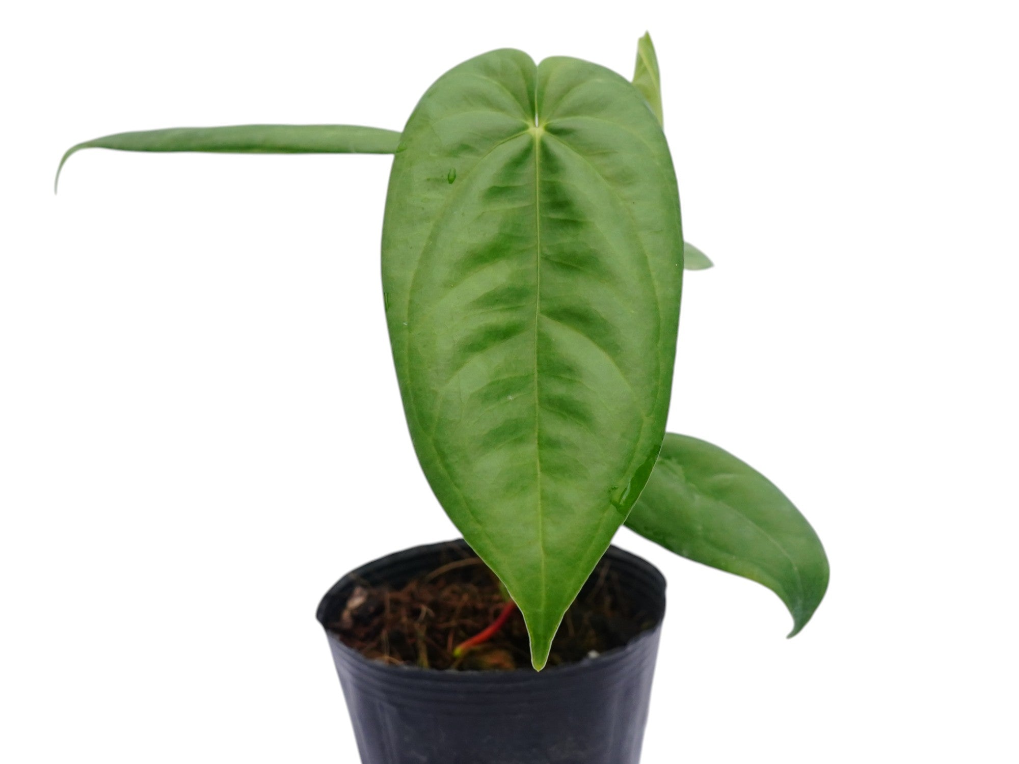 anthurium pandurilaminum Anthurium pandurilaminum cf (seedling)