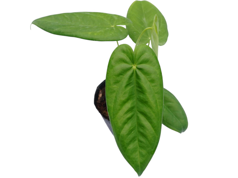 Anthurium pandurilaminum cf (seedling)