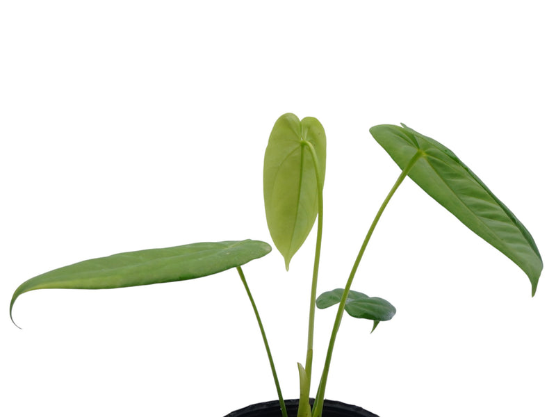 anthurium pandurilaminum Anthurium pandurilaminum cf (seedling)