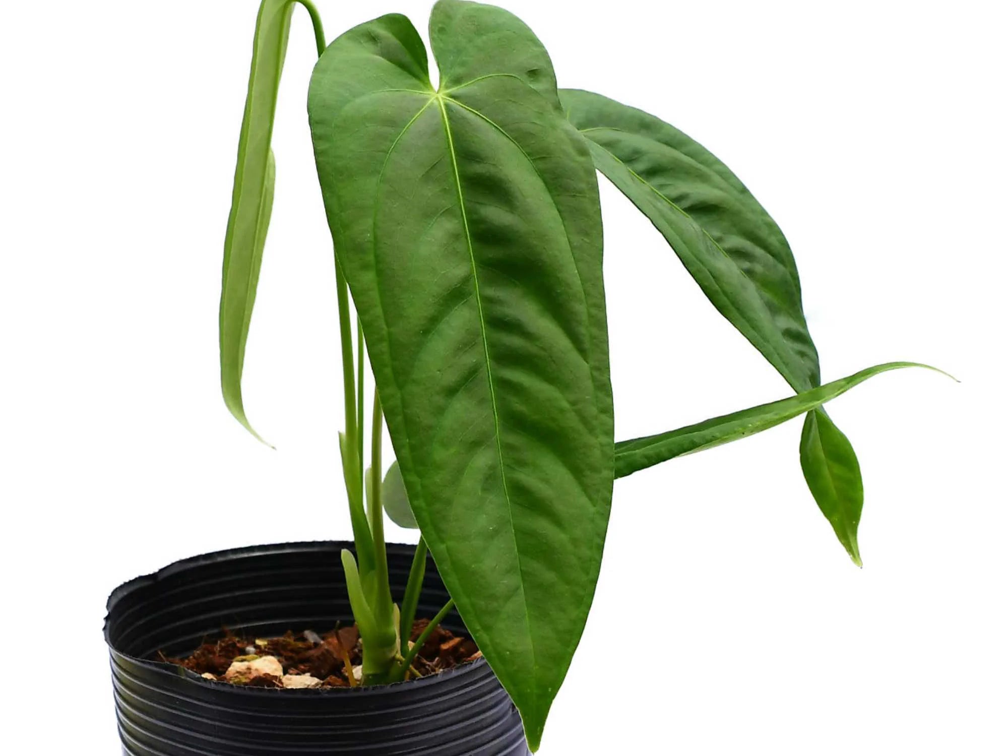 Anthurium Rok's Birds Foot