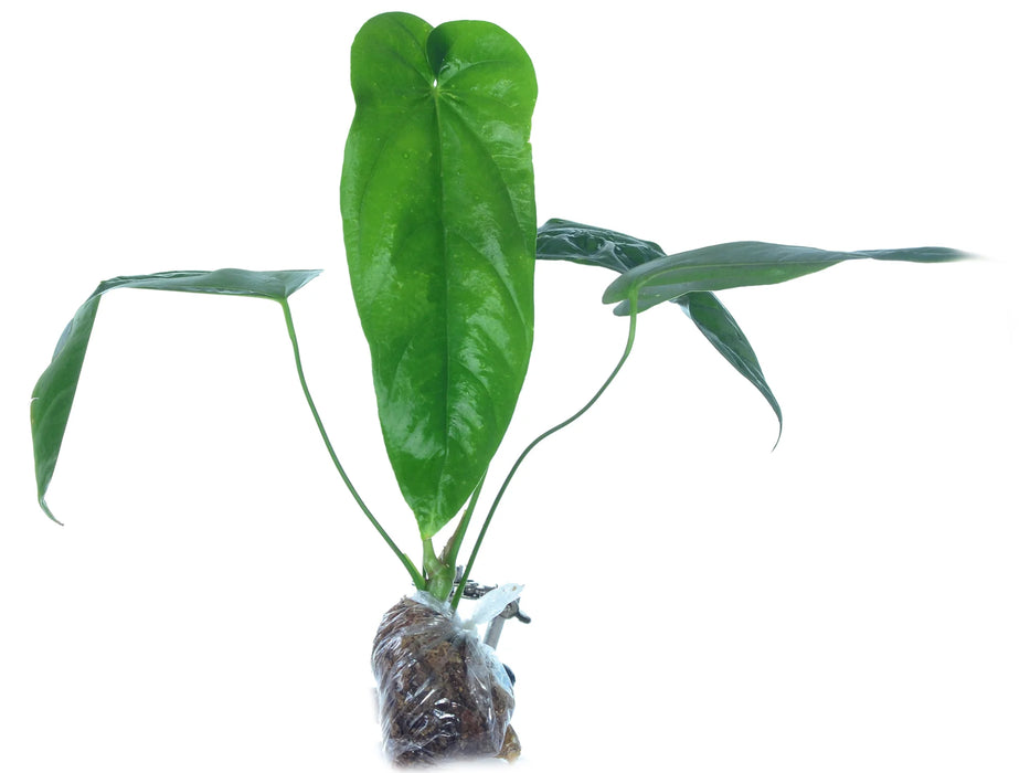 Anthurium pandurilaminum