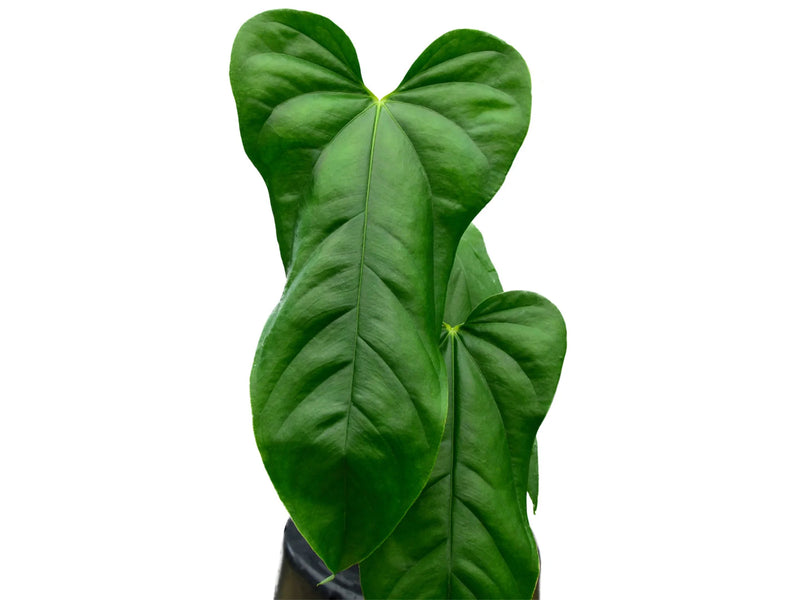 anthurium pandola us Anthurium pandurilaminum — Ecuagenera Orquídeas del Ecuador