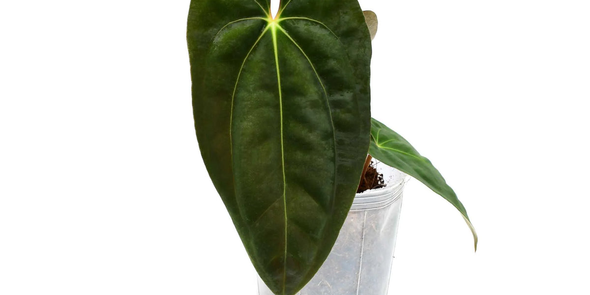 anthurium papillilaminum indonesia form Anthurium papillilaminum #1936