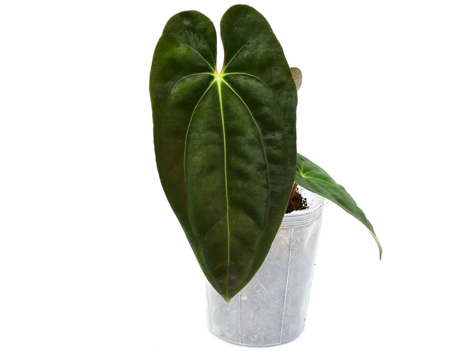 Anthurium papillilaminum