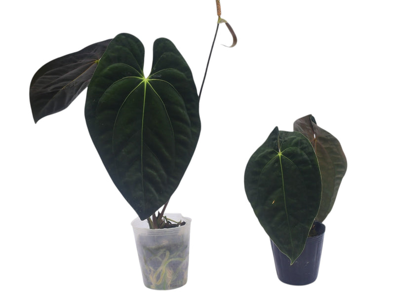 Anthurium papillilaminum (Big)