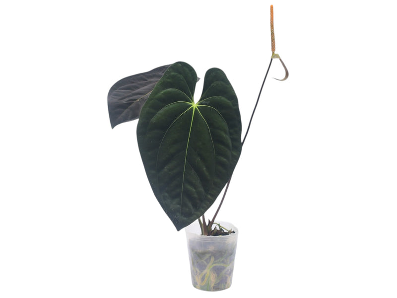 Anthurium papillilaminum (Big)