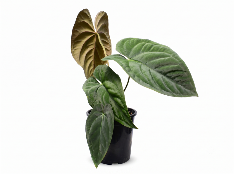 Anthurium papillilaminum Hibrido