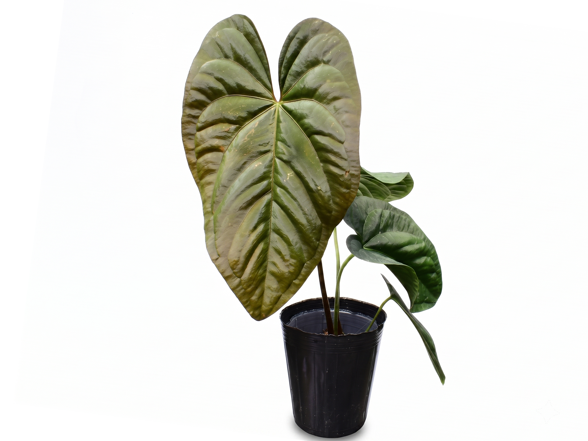 Anthurium papillilaminum Hibrido