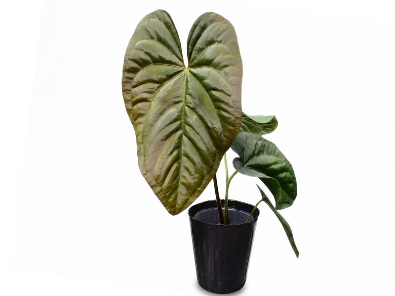 Anthurium papillilaminum Hibrido