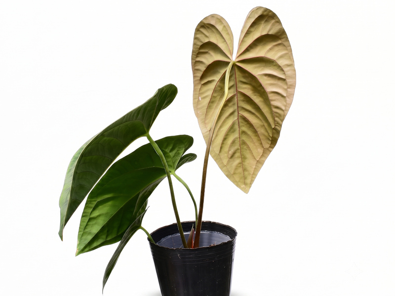 Anthurium papillilaminum Hibrido