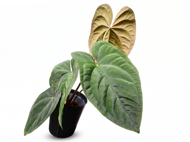 Anthurium papillilaminum Hibrido