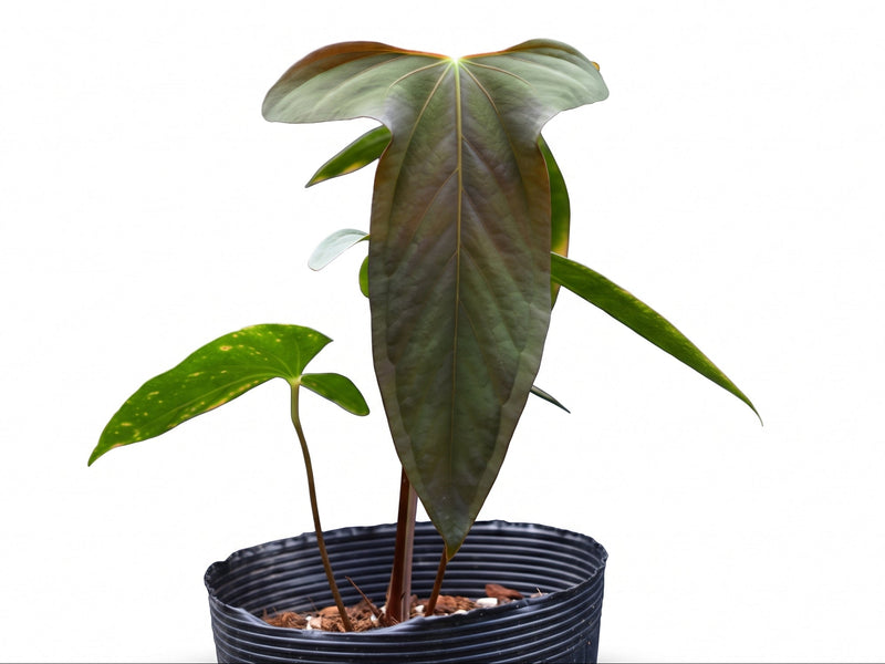 Anthurium papillilaminum 'Jolis' x Anthurium Deborah Ward 'Inverse crossing'