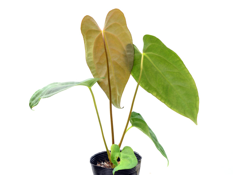 Anthurium papillilaminum 'Jolis' x Anthurium carlablackiae