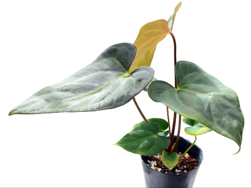 Anthurium papillilaminum 'Jolis' x Anthurium carlablackiae