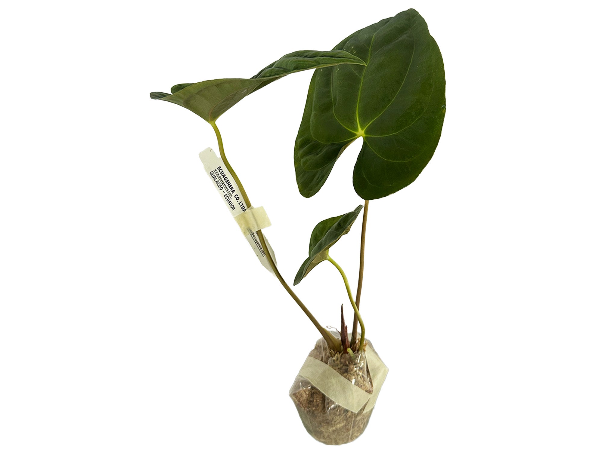 Anthurium papillilaminum — Ecuagenera Orquídeas del Ecuador