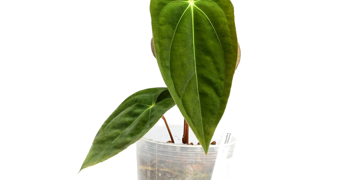 anthurium papillilaminum ecuagenera Anthurium papillilaminum (seedling)
