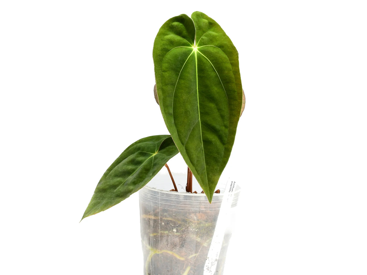 Anthurium_papillilaminum_seedl