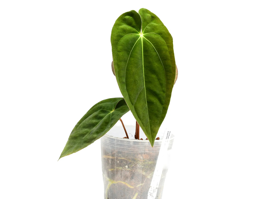 Anthurium papillilaminum (seedling)