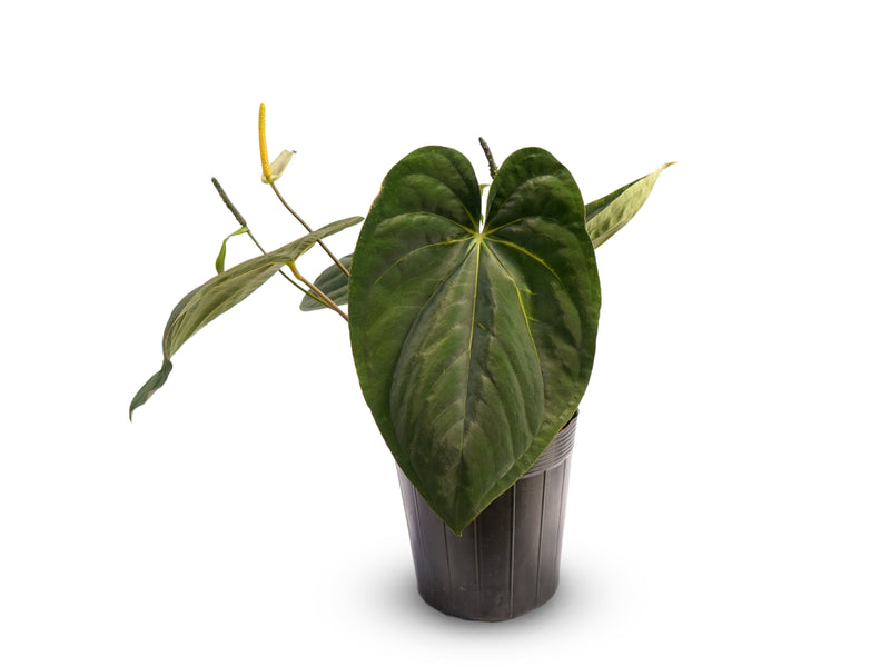 Anthurium papillilaminum x Anthurium dressleri