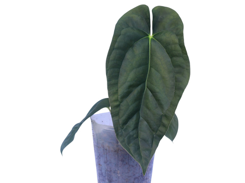 Anthurium papillilaminum x (Anth. longistrorsum 'Ecuagenera' x Anth. luxurians)