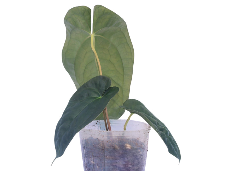 anthurium longistrorsum Anthurium papillilaminum #2713