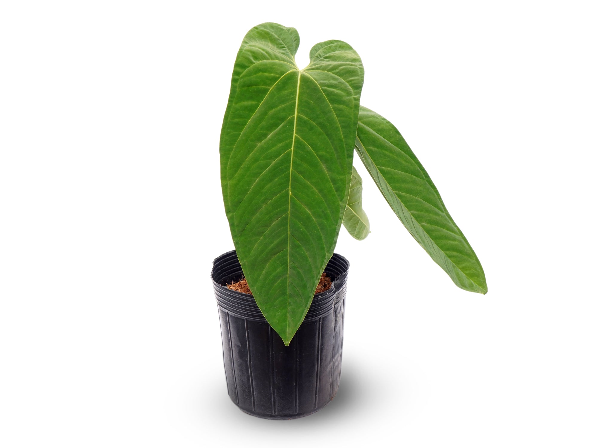 Anthurium papillilaminum × panamense – Primary Hybrid Collector