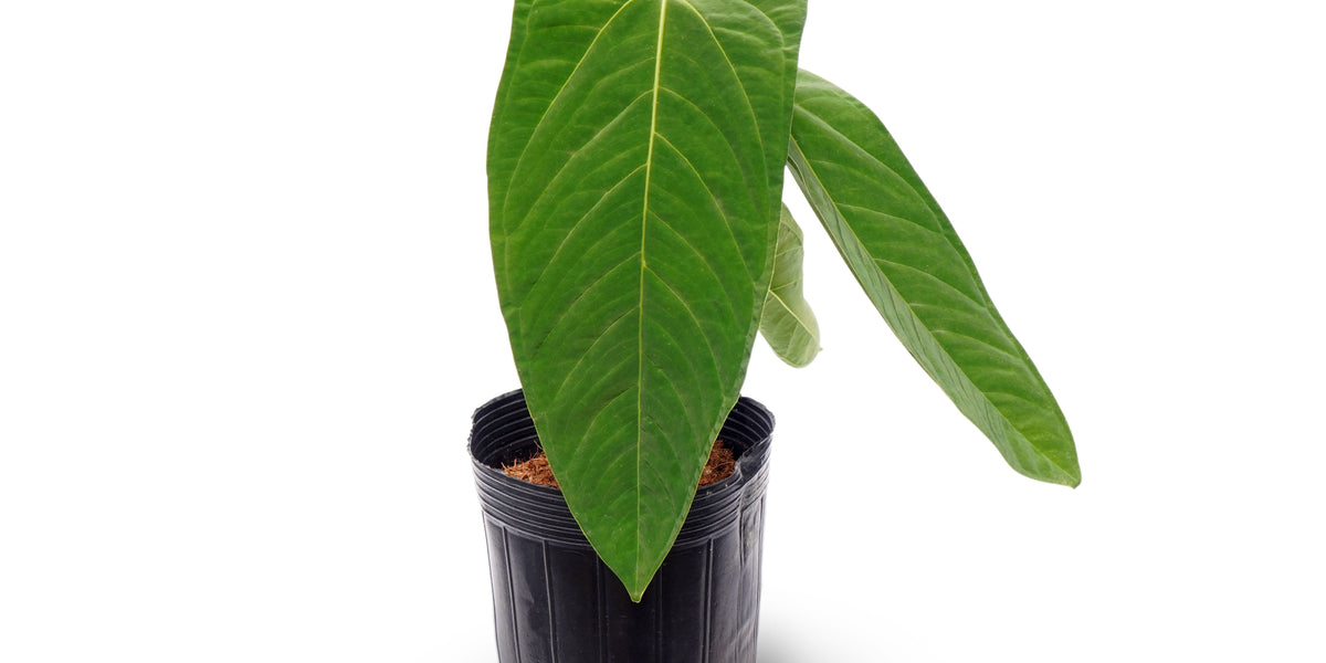 Anthurium papillilaminum × panamense – Primary Hybrid Collector