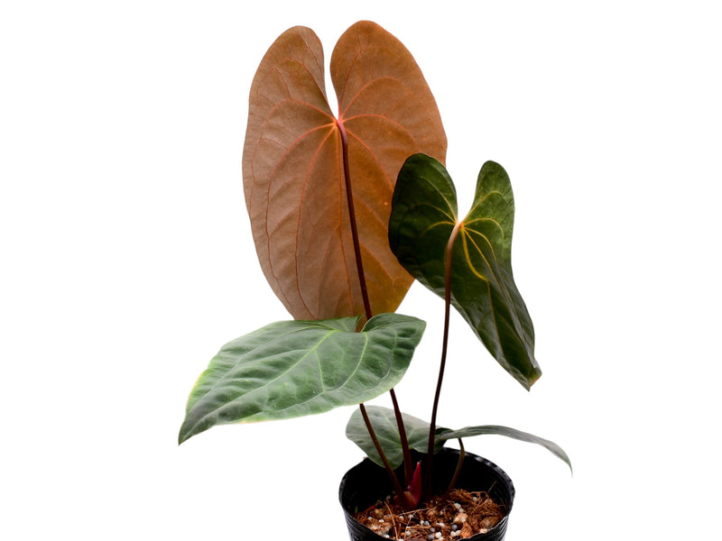 Anthurium papillilaminum x Anthurium Fantasy