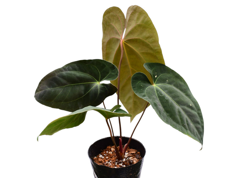Anthurium papillilaminum x Anthurium Fantasy