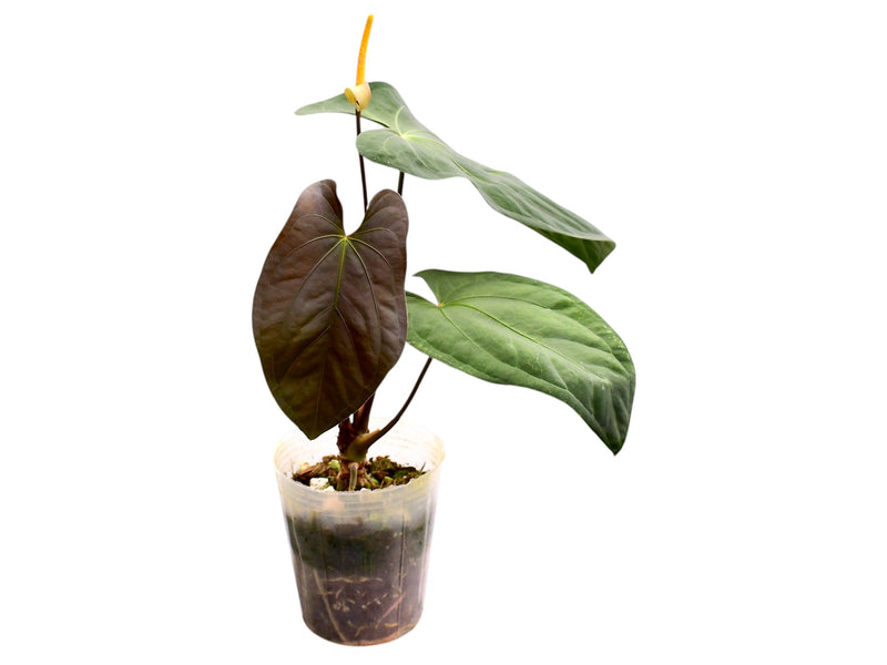 Anthurium papillilaminum x Anthurium Fantasy