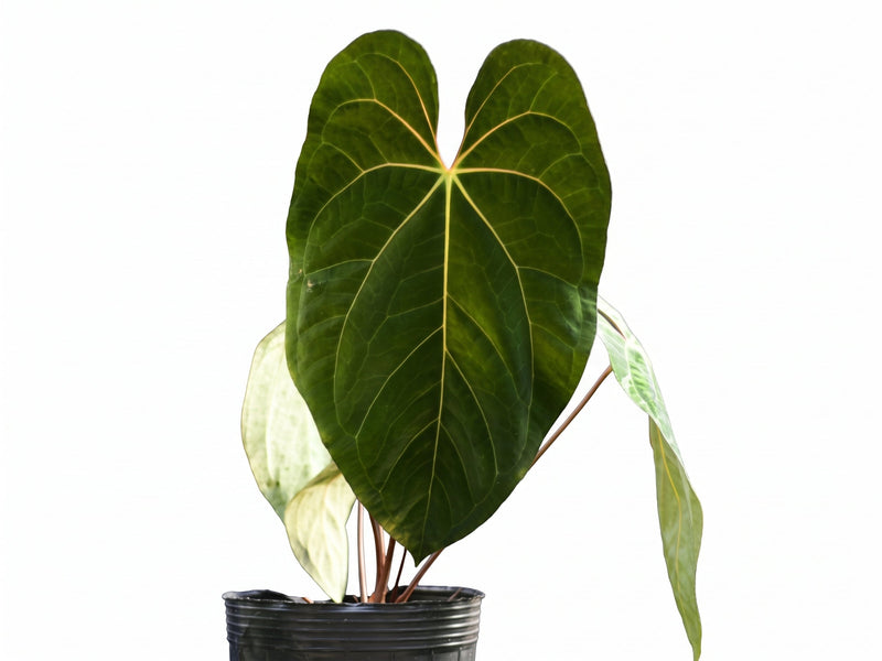 Anthurium papillilaminum x Anthurium Ecuagenera Jewel
