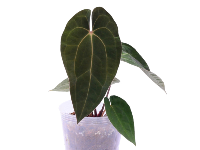 Anthurium papillilaminum x Anthurium Ecuagenera Jewel