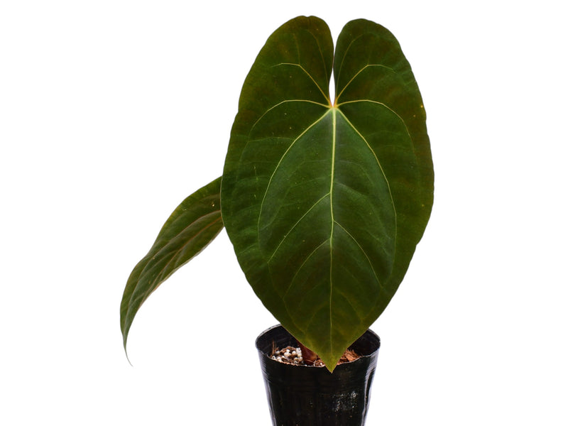 Anthurium papillilaminum x Anthurium Fantasy