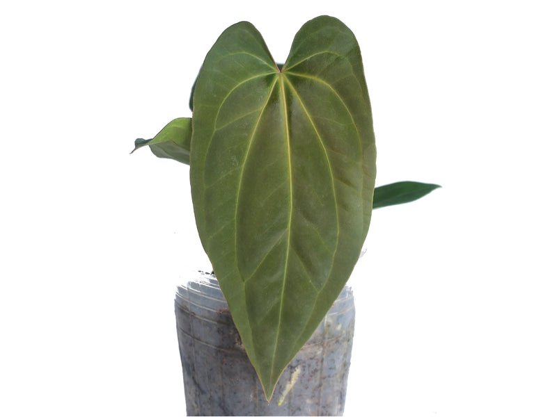 Anthurium papillilaminum x Anthurium Fantasy 'Inverse crossing'