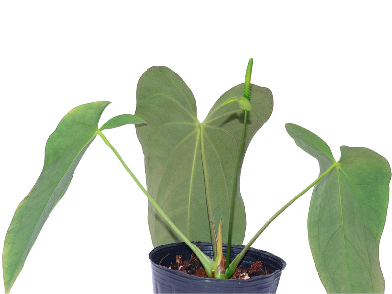 Anthurium papillilaminum x Anthurium Lightning